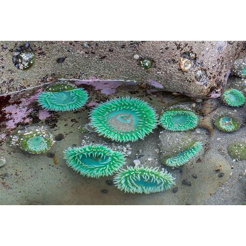 WA-Olympic National Park-Second Beach-Giant Green Anemones